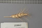 Click for 1 image(s) for this accession. Spike